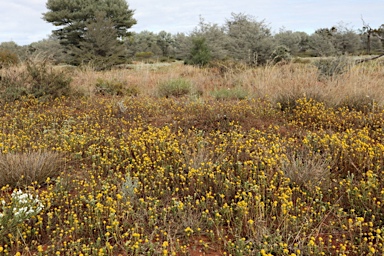 APII jpeg image of Calocephalus knappii  © contact APII