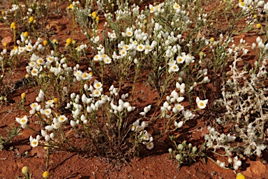 APII jpeg image of Rhodanthe floribunda  © contact APII