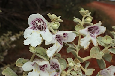 APII jpeg image of Prostanthera suborbicularis  © contact APII