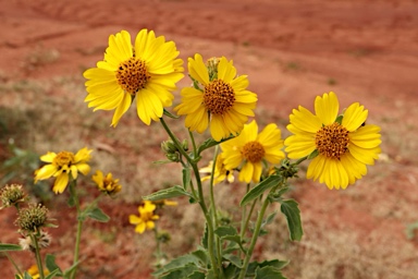 APII jpeg image of Verbesina encelioides  © contact APII