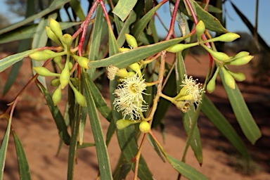 APII jpeg image of Eucalyptus thozetiana  © contact APII