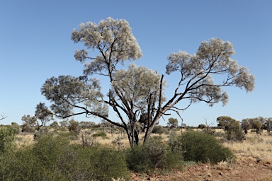 APII jpeg image of Acacia tephrina  © contact APII