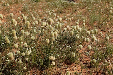 APII jpeg image of Ptilotus xerophilus  © contact APII