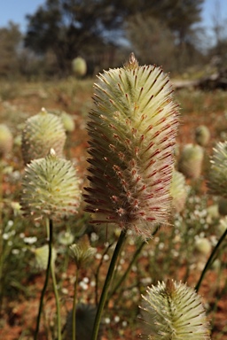 APII jpeg image of Ptilotus xerophilus  © contact APII