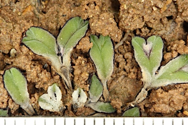 APII jpeg image of Riccia  © contact APII