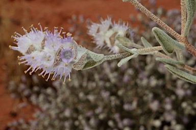APII jpeg image of Newcastelia cephalantha  © contact APII