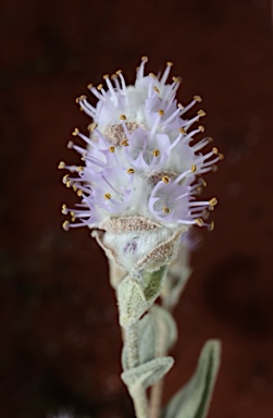 APII jpeg image of Newcastelia cephalantha  © contact APII