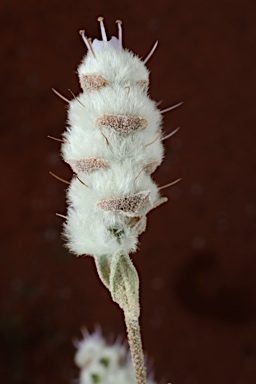 APII jpeg image of Newcastelia cephalantha  © contact APII