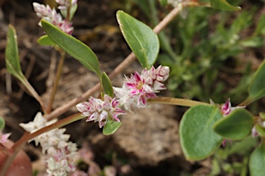 APII jpeg image of Ptilotus murrayi  © contact APII