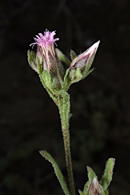 APII jpeg image of Streptoglossa adscendens  © contact APII