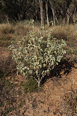APII jpeg image of Abutilon calliphyllum  © contact APII