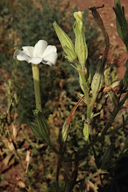 APII jpeg image of Nicotiana simulans  © contact APII