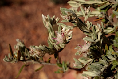 APII jpeg image of Ptilotus pedleyanus  © contact APII