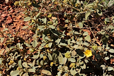 APII jpeg image of Sida platycalyx  © contact APII