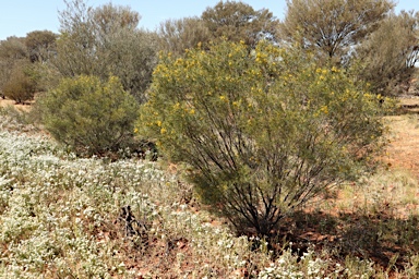 APII jpeg image of Senna artemisioides subsp. filifolia  © contact APII