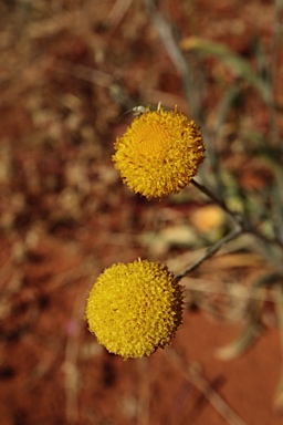 APII jpeg image of Rutidosis helichrysoides subsp. helichrysoides  © contact APII