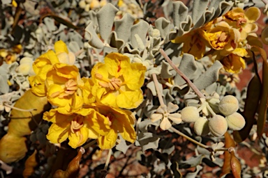 APII jpeg image of Senna artemisioides subsp. helmsii  © contact APII