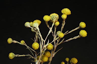 APII jpeg image of Gnephosis arachnoidea  © contact APII