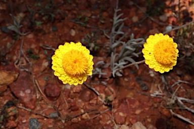 APII jpeg image of Leucochrysum stipitatum  © contact APII