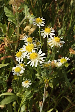 APII jpeg image of Calotis plumulifera  © contact APII