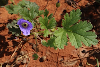 APII jpeg image of Erodium carolinianum  © contact APII
