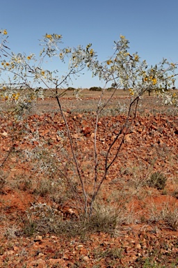 APII jpeg image of Senna glutinosa subsp. pruinosa  © contact APII