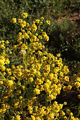 APII jpeg image of Senecio depressicola  © contact APII