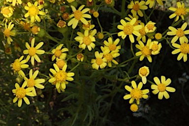 APII jpeg image of Senecio depressicola  © contact APII