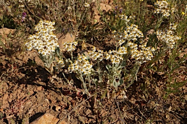 APII jpeg image of Rhodanthe corymbiflora  © contact APII