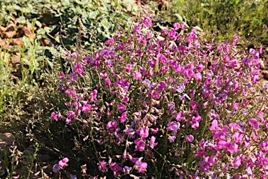 APII jpeg image of Swainsona campylantha  © contact APII