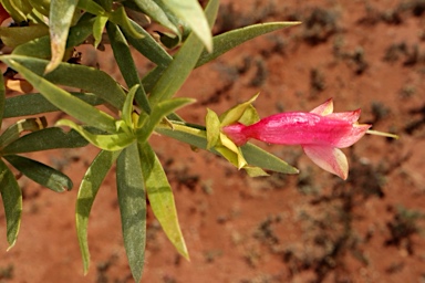 APII jpeg image of Eremophila duttonii  © contact APII