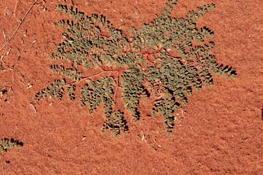 APII jpeg image of Euphorbia porcata  © contact APII