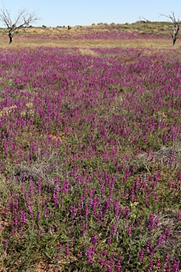 APII jpeg image of Swainsona affinis  © contact APII