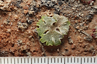 APII jpeg image of Riccia cavernosa  © contact APII