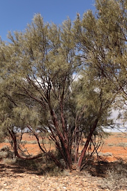 APII jpeg image of Acacia cyperophylla  © contact APII