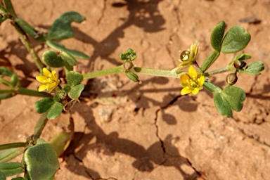 APII jpeg image of Roepera iodocarpa  © contact APII