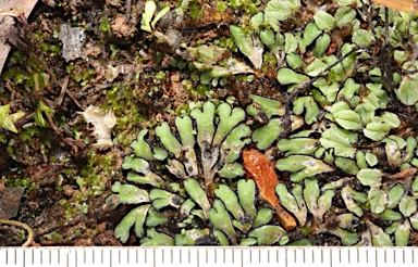 APII jpeg image of Riccia inflexa  © contact APII