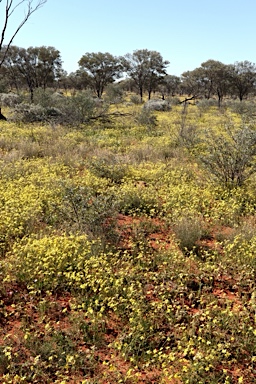 APII jpeg image of Velleia glabrata  © contact APII