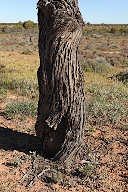 APII jpeg image of Acacia ammophila  © contact APII