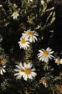 APII jpeg image of Olearia pimeleoides  © contact APII