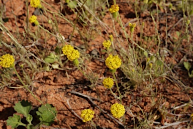APII jpeg image of Millotia greevesii subsp. greevesii  © contact APII