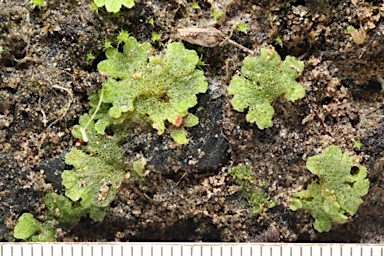 APII jpeg image of Riccia cavernosa  © contact APII