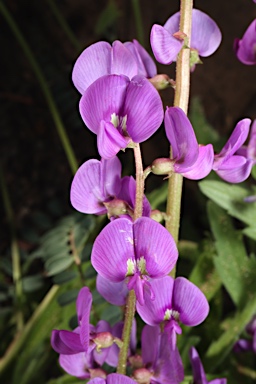 APII jpeg image of Swainsona affinis  © contact APII