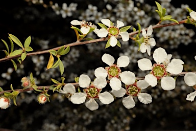 APII jpeg image of Gaudium divaricatum  © contact APII