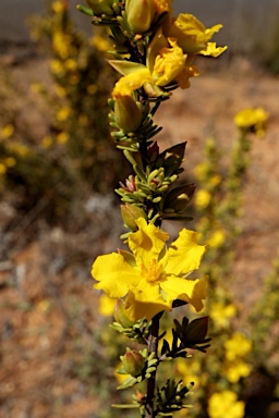 APII jpeg image of Hibbertia riparia  © contact APII