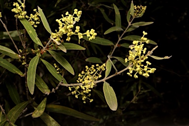 APII jpeg image of Notelaea microcarpa var. microcarpa  © contact APII