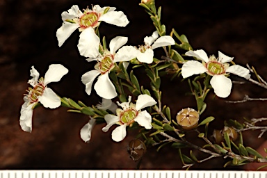 APII jpeg image of Gaudium parvifolium  © contact APII