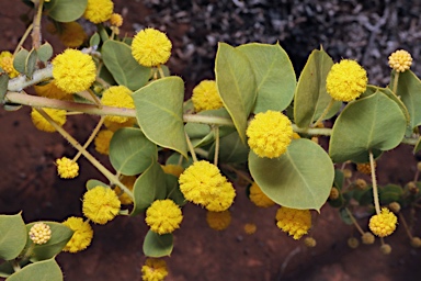 APII jpeg image of Acacia sertiformis  © contact APII