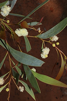 APII jpeg image of Acacia penninervis var. penninervis  © contact APII