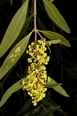 APII jpeg image of Notelaea microcarpa var. microcarpa  © contact APII